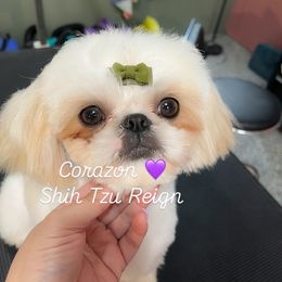 Cora - Shih Tzu