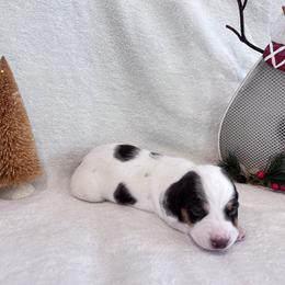 Meatball - Piebald male Dachshund puppy in Franklinville, New Jersey from KJ Kennels of NJ