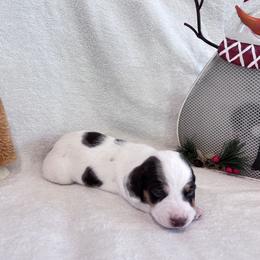 Meatball - Piebald male Dachshund puppy in Franklinville, New Jersey from KJ Kennels of NJ
