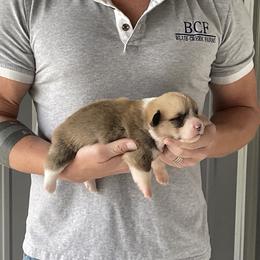 Maddy - Male 4 - Fawn male Pembroke Welsh Corgi puppy in Jefferson, South Carolina from Blue Creek Farms