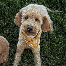 Ruby - Poodle