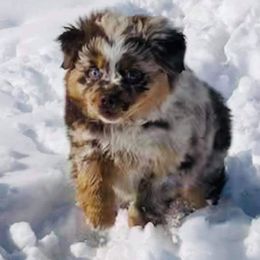 Miniature Australian Shepherd Puppies from Kings Point Mini and Toy Aussies