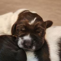 Girl 6 - Brown and gray female Wirehaired Pointing Griffon puppy in Emmett, Idaho from Idaho Wirehaired Pointing Griffons