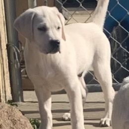 Boy 4 Cleo - Yellow Labrador Retriever puppy in Live Oak, California from Blanco Labradors