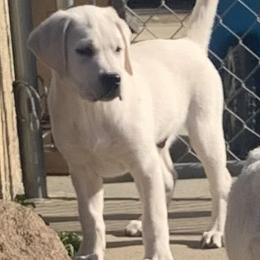 Boy 4 Cleo - Yellow Labrador Retriever puppy in Live Oak, California from Blanco Labradors