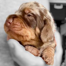 Big boy - Dapple male Dachshund puppy in Michigan And Florida Locations, Michigan from UP North Dachshunds UPNDLLC
