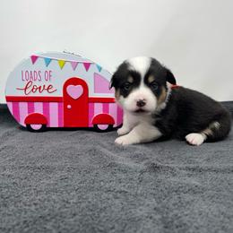 Yeti - Black and tan male Pembroke Welsh Corgi puppy in Waco, Texas from The Comma Corgis