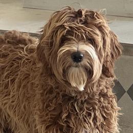 Australian Labradoodles from Cherry Valley Labradoodles