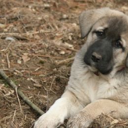 Anatolian Shepherd Dogs from Lambkin Lane Farm