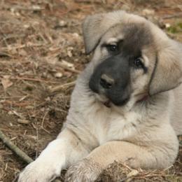 Anatolian Shepherd Dogs from Lambkin Lane Farm