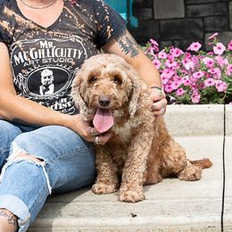 Kahla - Goldendoodle