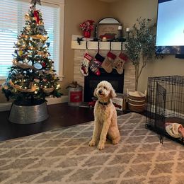 Goldendoodle All Grown Up from Doo a Little Doodle