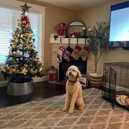 Goldendoodle All Grown Up from Doo a Little Doodle