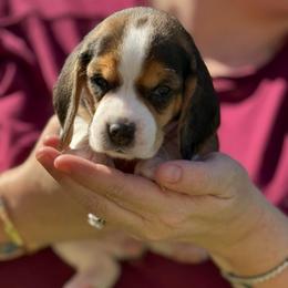 Pink Collar-Nova - Black white and tan female Beagle puppy in Las Vegas, Nevada from Hound Kings