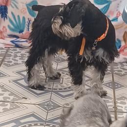 Giggles - Black and silver female Miniature Schnauzer puppy in Ogema, Minnesota from Belinda Donley's Miniature Schnauzer