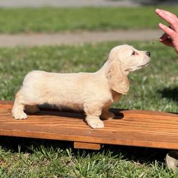 Cream Longhair Boy 1 - Cream male Dachshund puppy in Pauls Valley, Oklahoma from Simply Happy Dachshunds