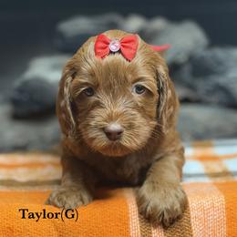 Taylor - Caramel red female Australian Labradoodle puppy in Citrus Heights, California from Elite Blend Labradoodles