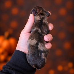 Ichabod - Dapple male Dachshund puppy in Lebanon, Ohio from Golden Acres D & B