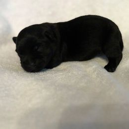Black male - Black male Scottish Terrier puppy in Acworth, Georgia from English Cream Goldens in Georgia