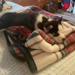 Siberian Husky Puppies from Stan the Man Huskies