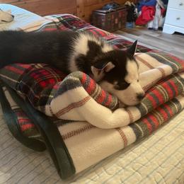 Siberian Husky Puppies from Stan the Man Huskies