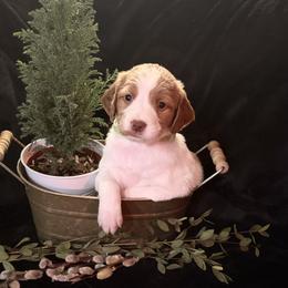 Green boy- Morgan - White and orange male Brittany puppy in Chehalis, Washington from Black River Brittany’s