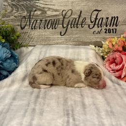 Girl 4 - White and red merle female Border Collie puppy in Moody, Texas from Narrow Gate Farm