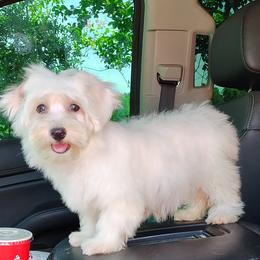 Memphis Belle - White female Havanese puppy in Gainesville Ocala, Florida from Curly Que Standard Poodles and Havanese