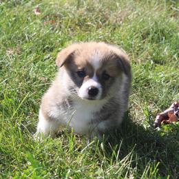 Hazelnut - Red female Pembroke Welsh Corgi puppy in Greentop, Missouri from Sevits Corgis & Golden Retrievers