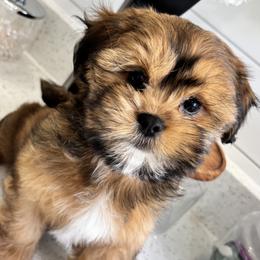Mal-Shi Puppies from Malshipoos