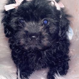 Poodles, Shihpoos, and Shih Tzus from Aaliyah Shihtzu Puppyland