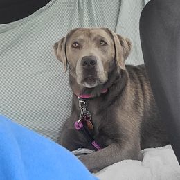 Sterling - Labrador Retriever