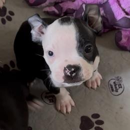 Boy two - Black brindle and white male Boston Terrier puppy in Georgia from KD’s K9 Oasis