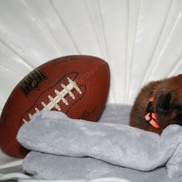 Belgian Malinois Puppies from Pyrex Kennels