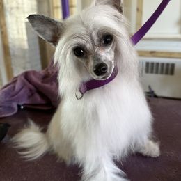 Clairee’ - Chinese Crested