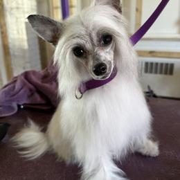 Clairee’ - Chinese Crested