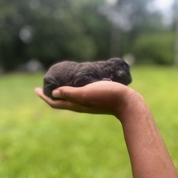 Cavapoo and Poodle Puppies from P&D Palace