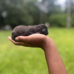 Cavapoo and Poodle Puppies from P&D Palace