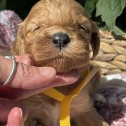 Girl 4 - female Irish Doodle puppy in Home, Pennsylvania from Plum Creek Acres Next Generation