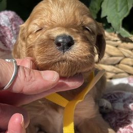Girl 4 - female Irish Doodle puppy in Home, Pennsylvania from Plum Creek Acres Next Generation