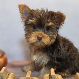 Tiny chocolate boy 2 - Liver male Yorkshire Terrier puppy in Thornville, Ohio from My precious yorkies