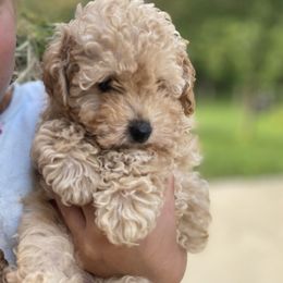 Poodle Puppies from Curly Top Poodles