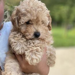 Poodle Puppies from Curly Top Poodles