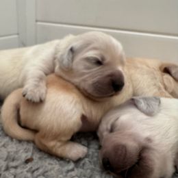 Girl 1 - Light golden female Golden Retriever puppy in Turner, Maine from Bear Pond Retrievers