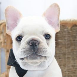Abner - Cream male French Bulldog puppy in West Plains, Missouri from Must Be Frenchies & Crown Of Curls Bolonka