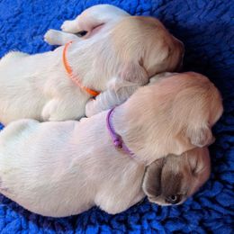 Golden Retriever Puppies from Kayla Prince