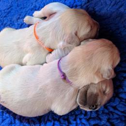 Golden Retriever Puppies from Kayla Prince