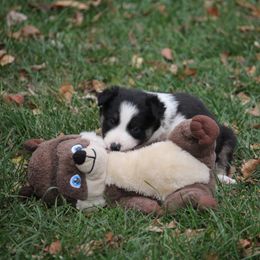Border Collie, English Setter, and Miniature American Shepherd Puppies from First Harmony Farms