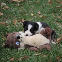 Border Collie, English Setter, and Miniature American Shepherd Puppies from First Harmony Farms