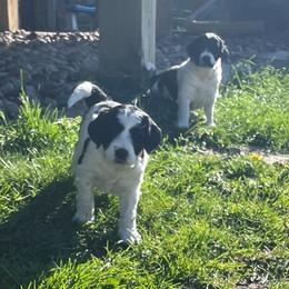 Cherry Silver - Parti female Double Doodle puppy in Johnston, Iowa from Trinity Doodles